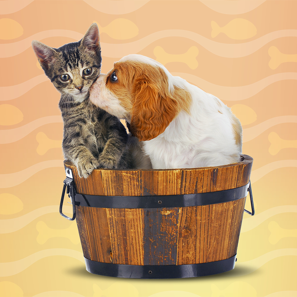 I Love Finding Cats and Pups Collector's Edition